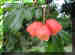 jamaica 11.jpg (137810 bytes)