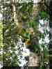 jamaica 14.jpg (232241 bytes)